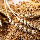 Сертификация зерновой продукции по требованиям ТР ТС 015