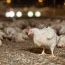 Крупнейшая птицефабрика на Западной Украине наращивает производство в два раза