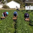На сезонные работы за рубеж уезжает до 9 млн украинцев