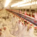 За год оптовые цены на курятину выросли на 20% За год оптовые цены на курятину выросли на 20%